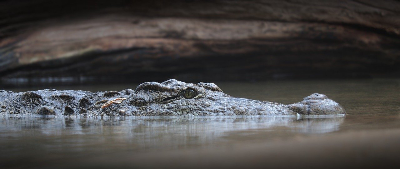 Crocodile 3934988 1280