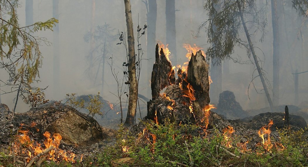 Csm forest fire 432877 1920 7eeb1fb23e