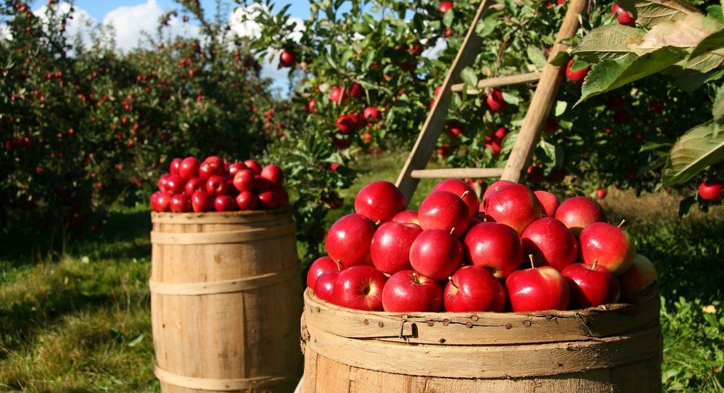 Csm orchard 1872997 1920 8289a317d9