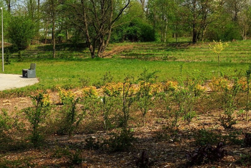 Csm zielen teznia fotl L Tyl 1 9761cc62f7