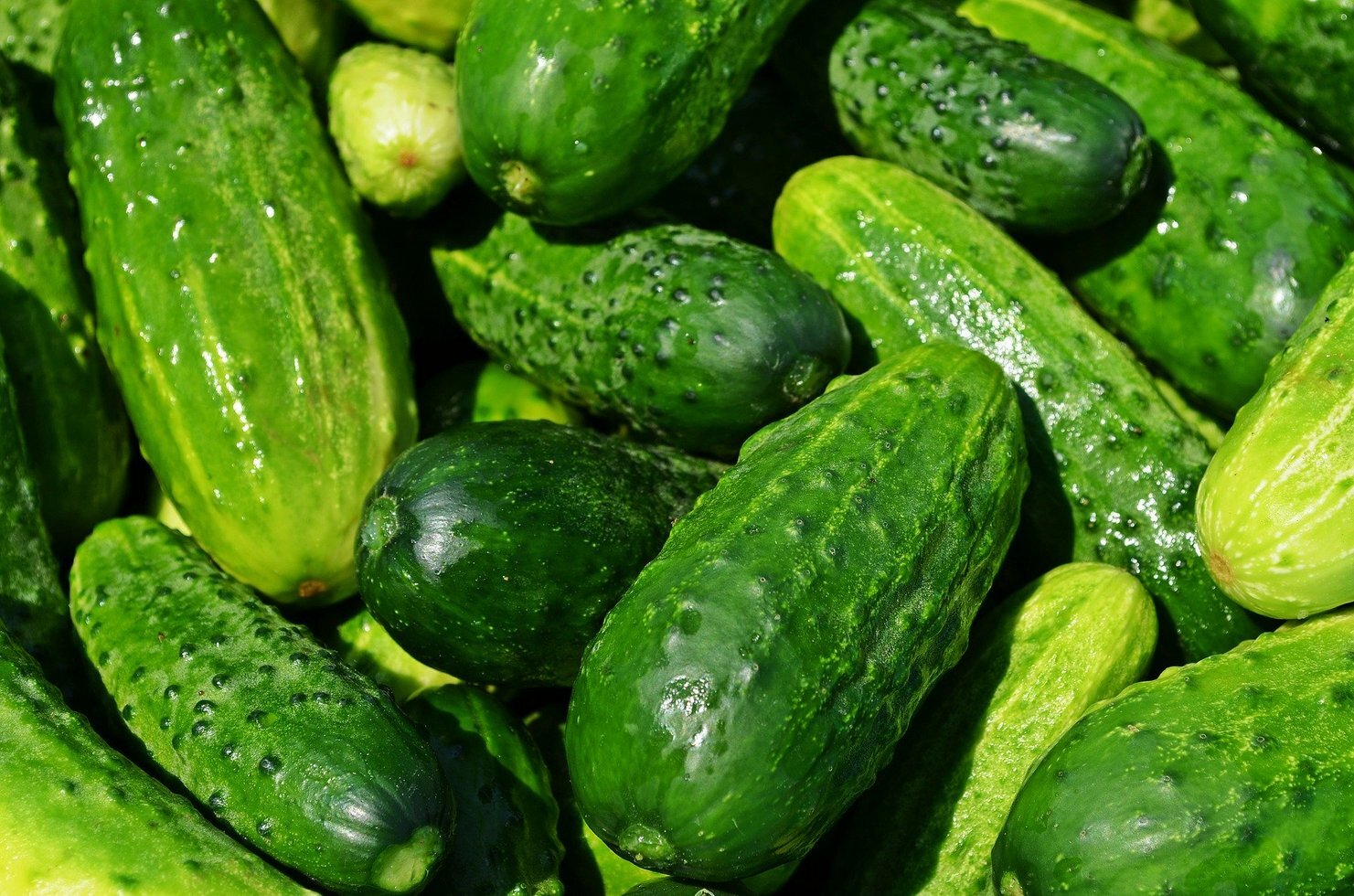 Cucumbers 849269 1920