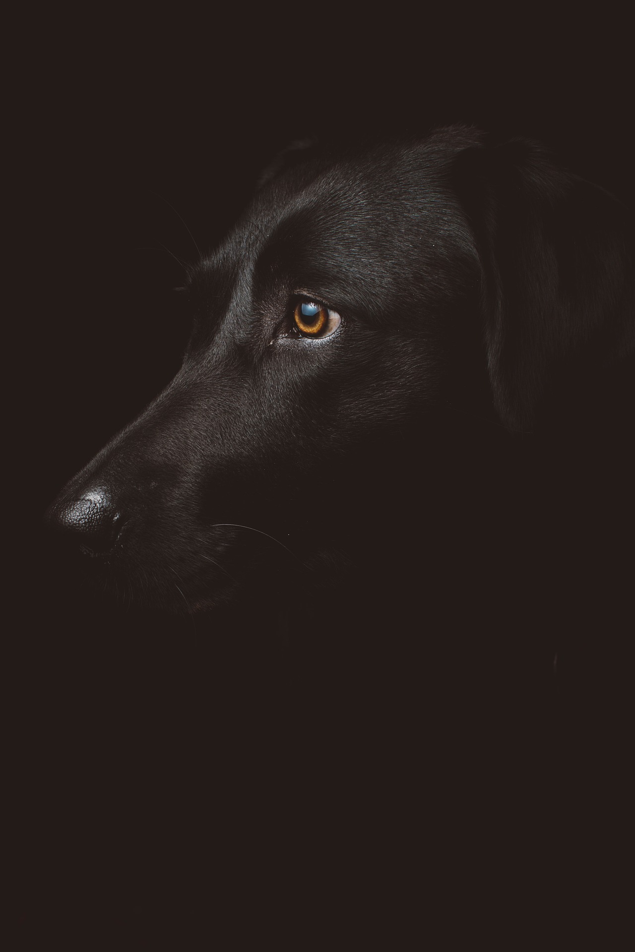 Dark 2601748 1920