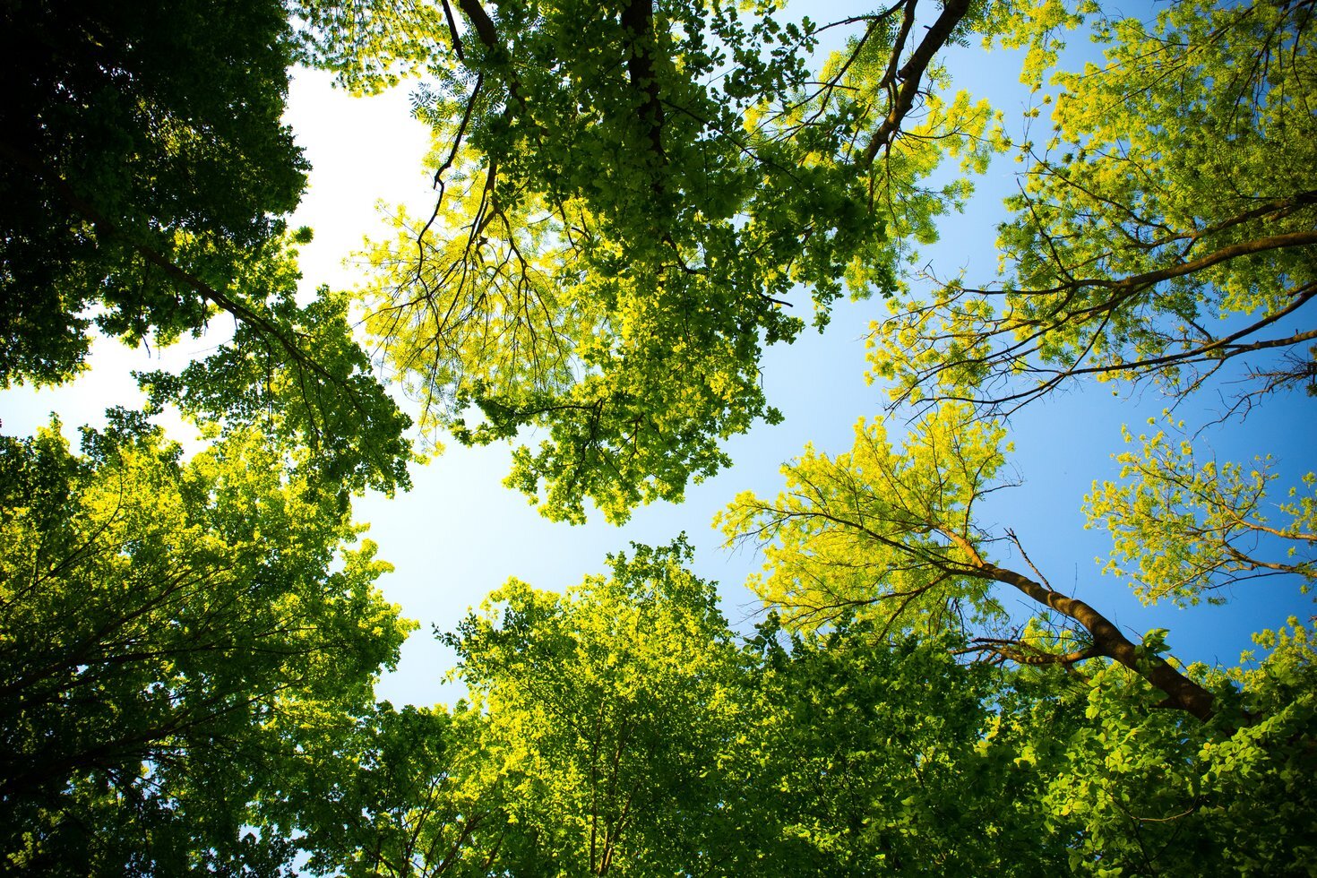 Daylight forest hd wallpaper 589802