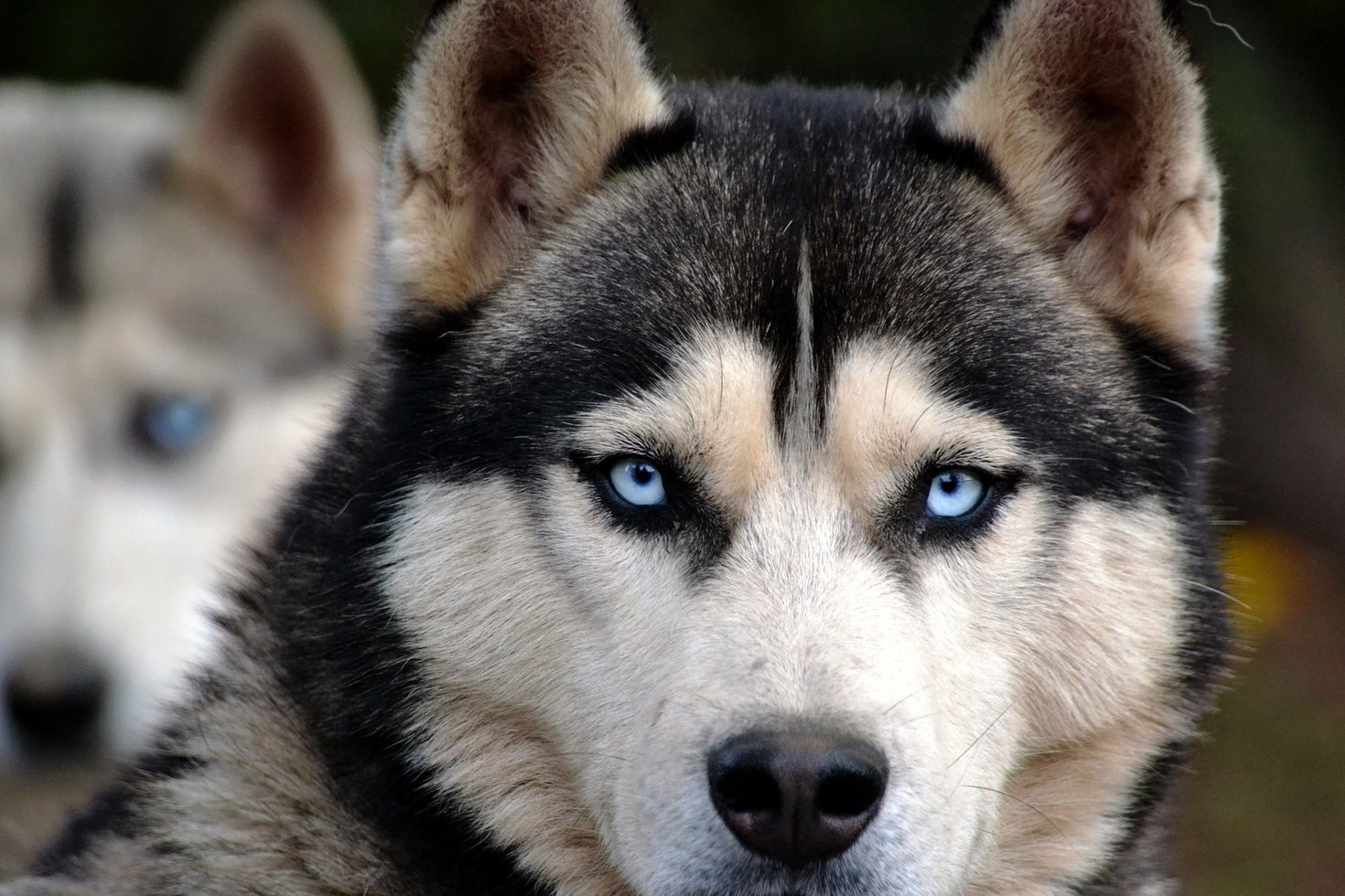 Dog 1476155 1920