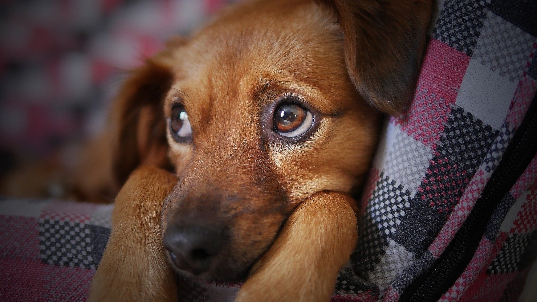 Dog 3071334 1920