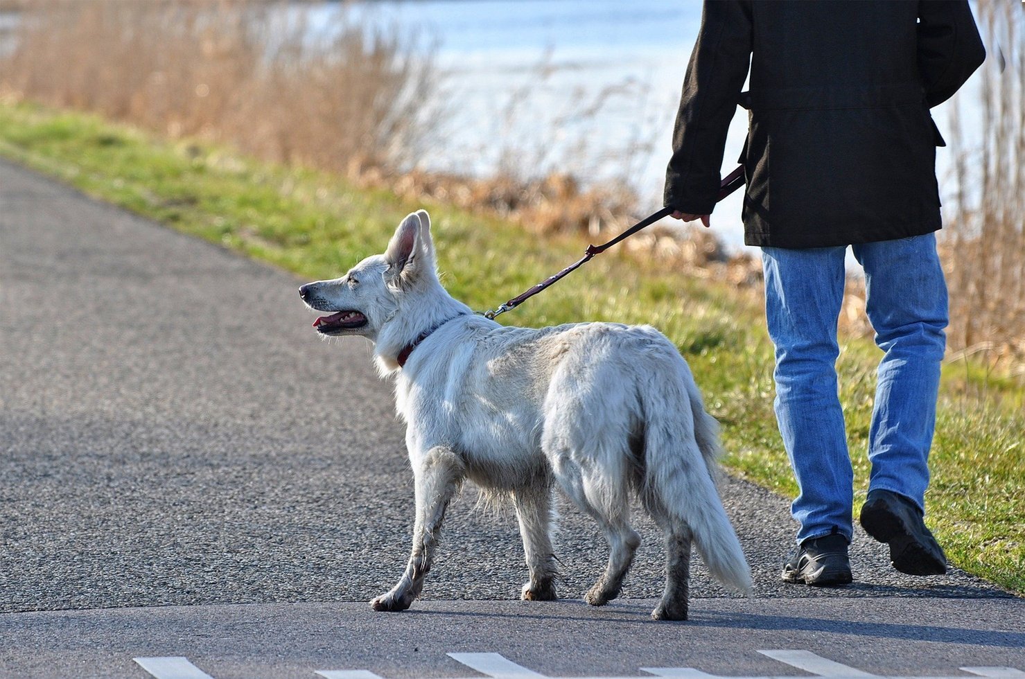 Dog 3226922 1920