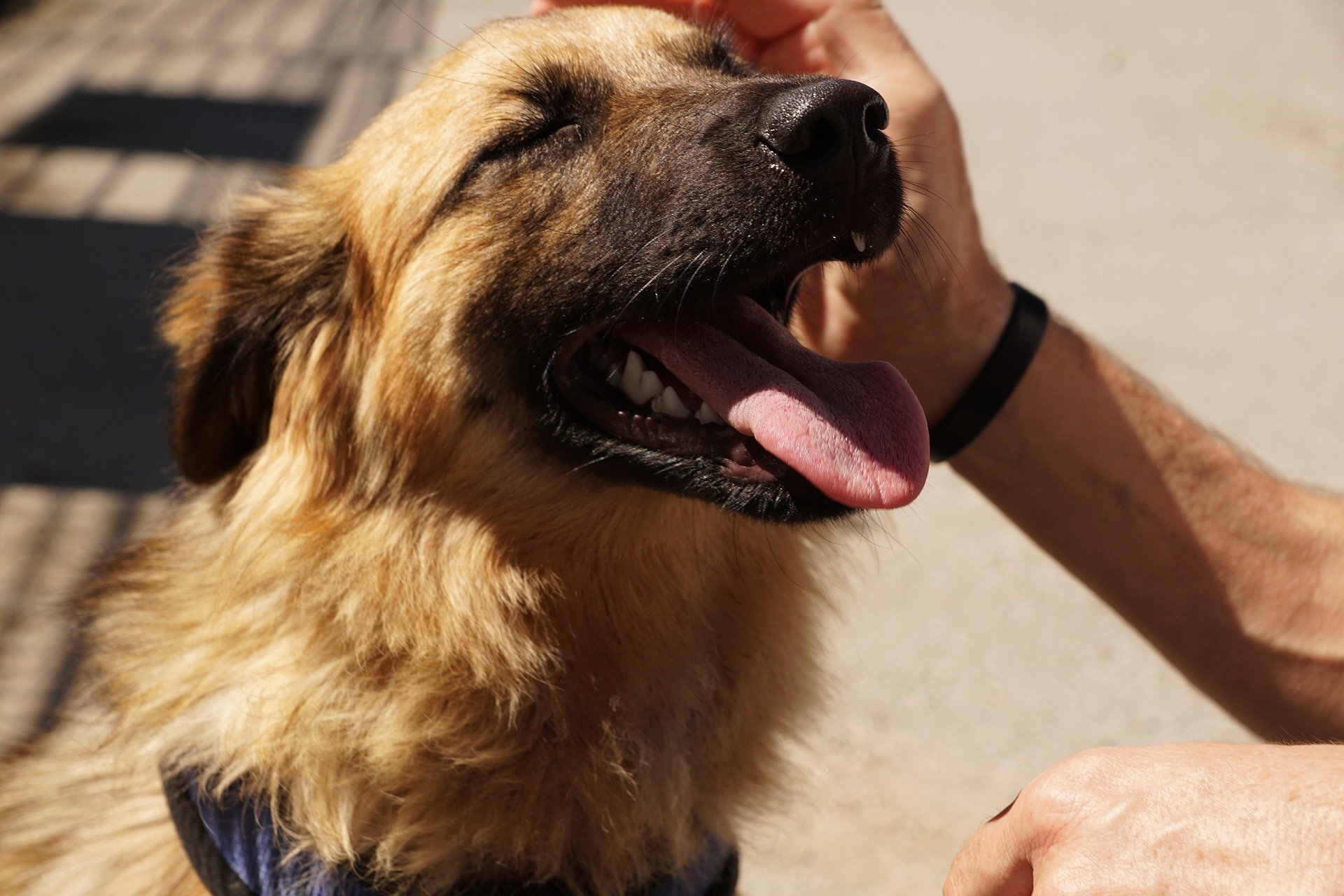 Dog 4250055 1920