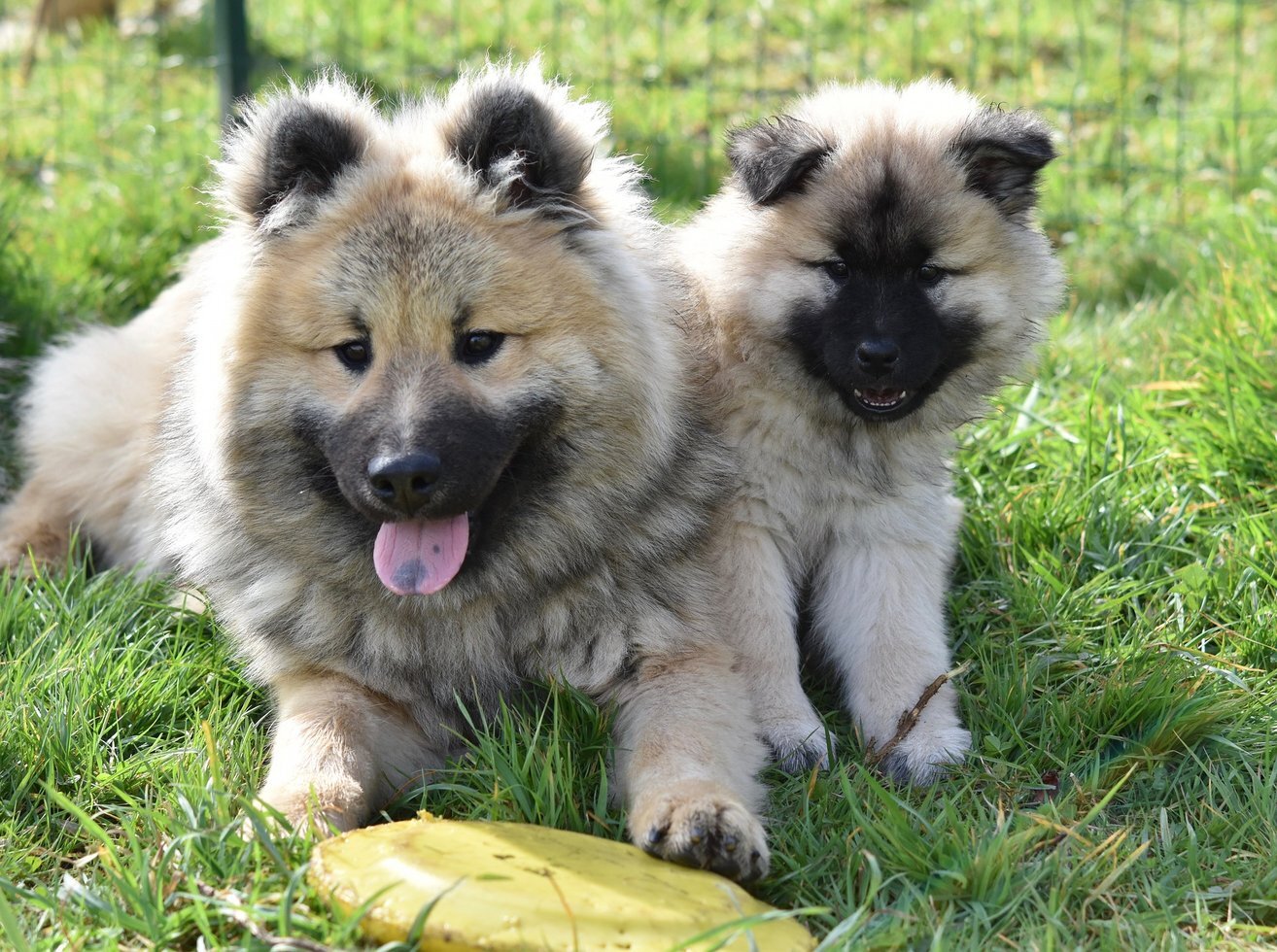 Dogs 4037334 1920