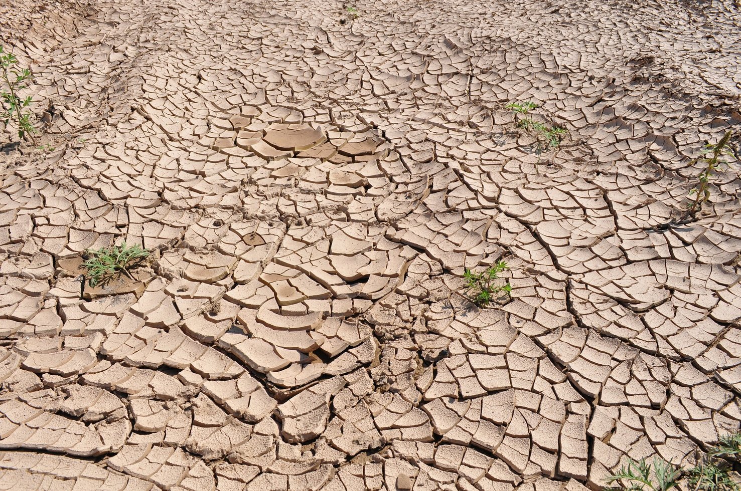 Drought 19478 1920