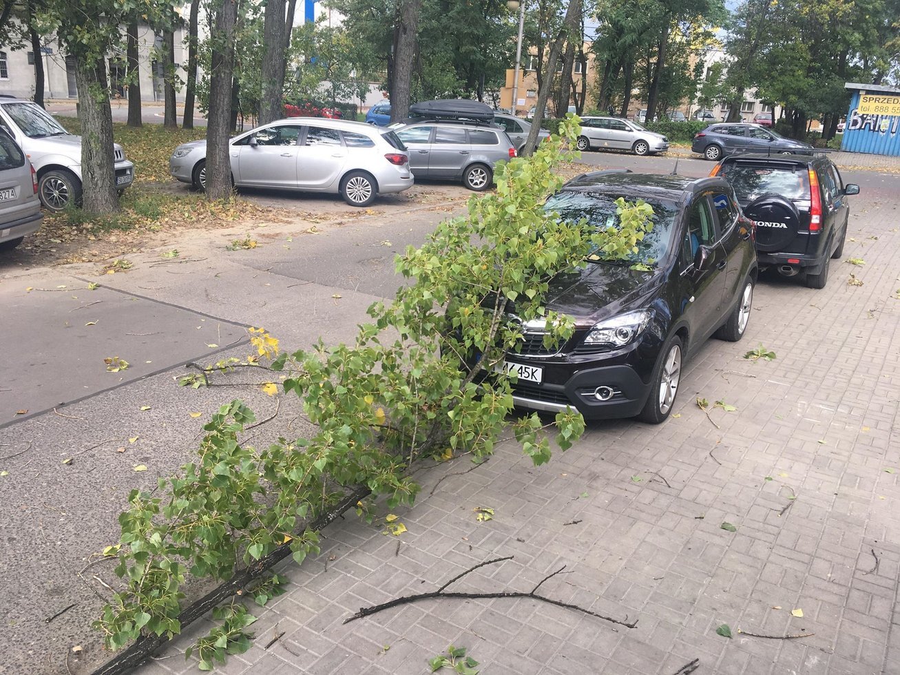 Drzewo auto