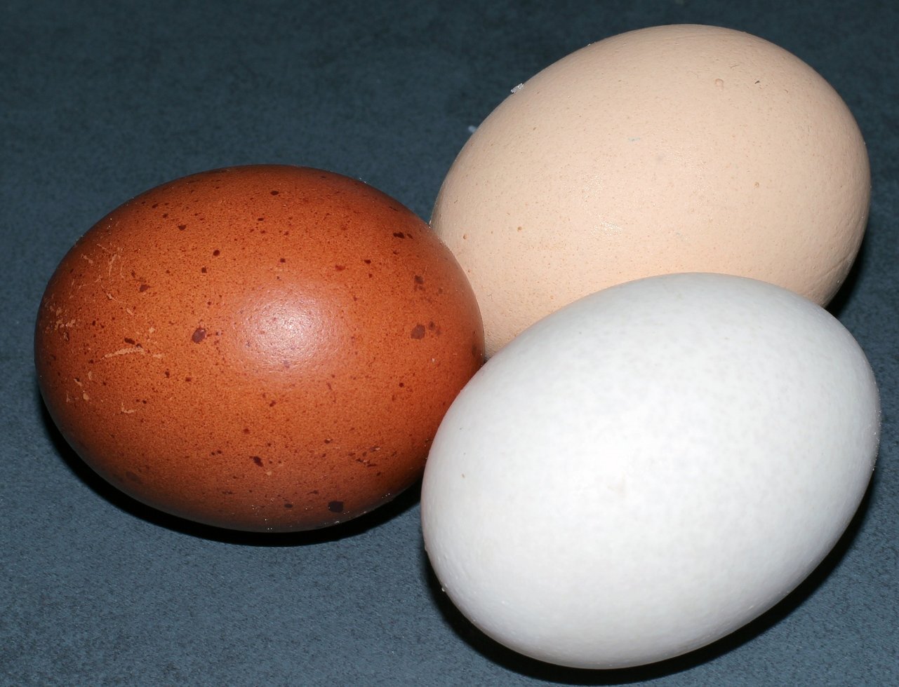 Egg 2335443 1920 1