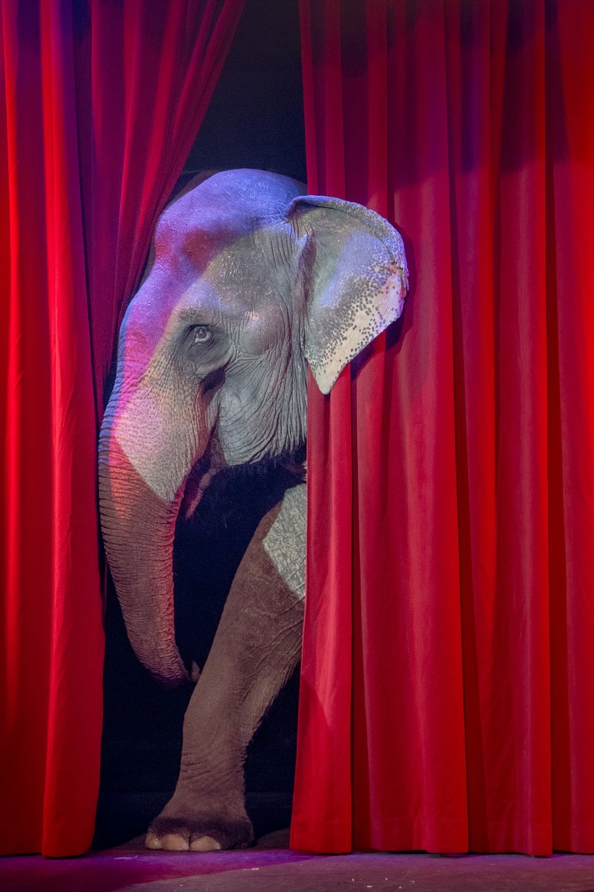Elephant 3503712 1280