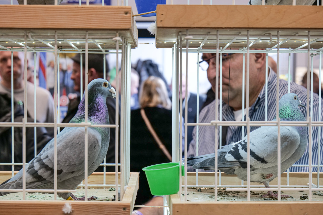 Expo goleboe katowice