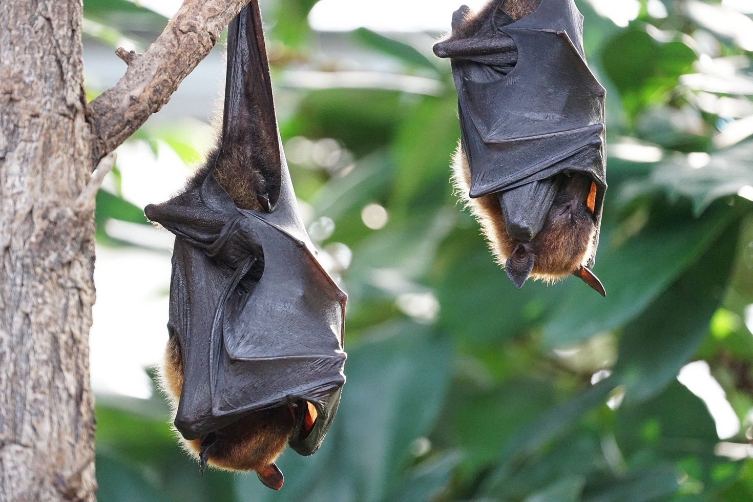 Flying foxes 2237209 1920