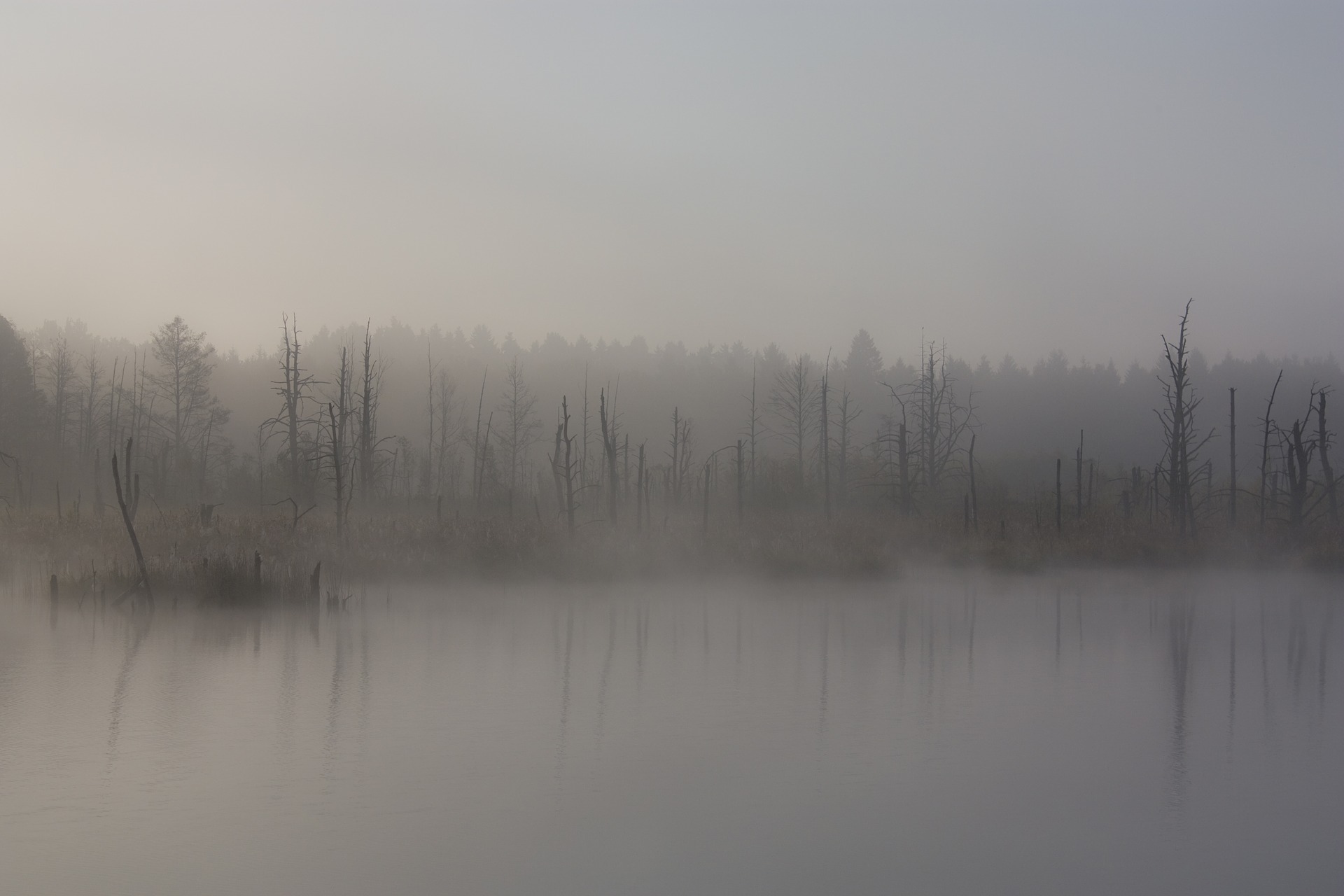 Fog 1886939 1920
