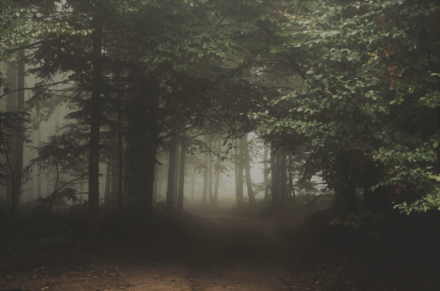 Forest 1031022 1920
