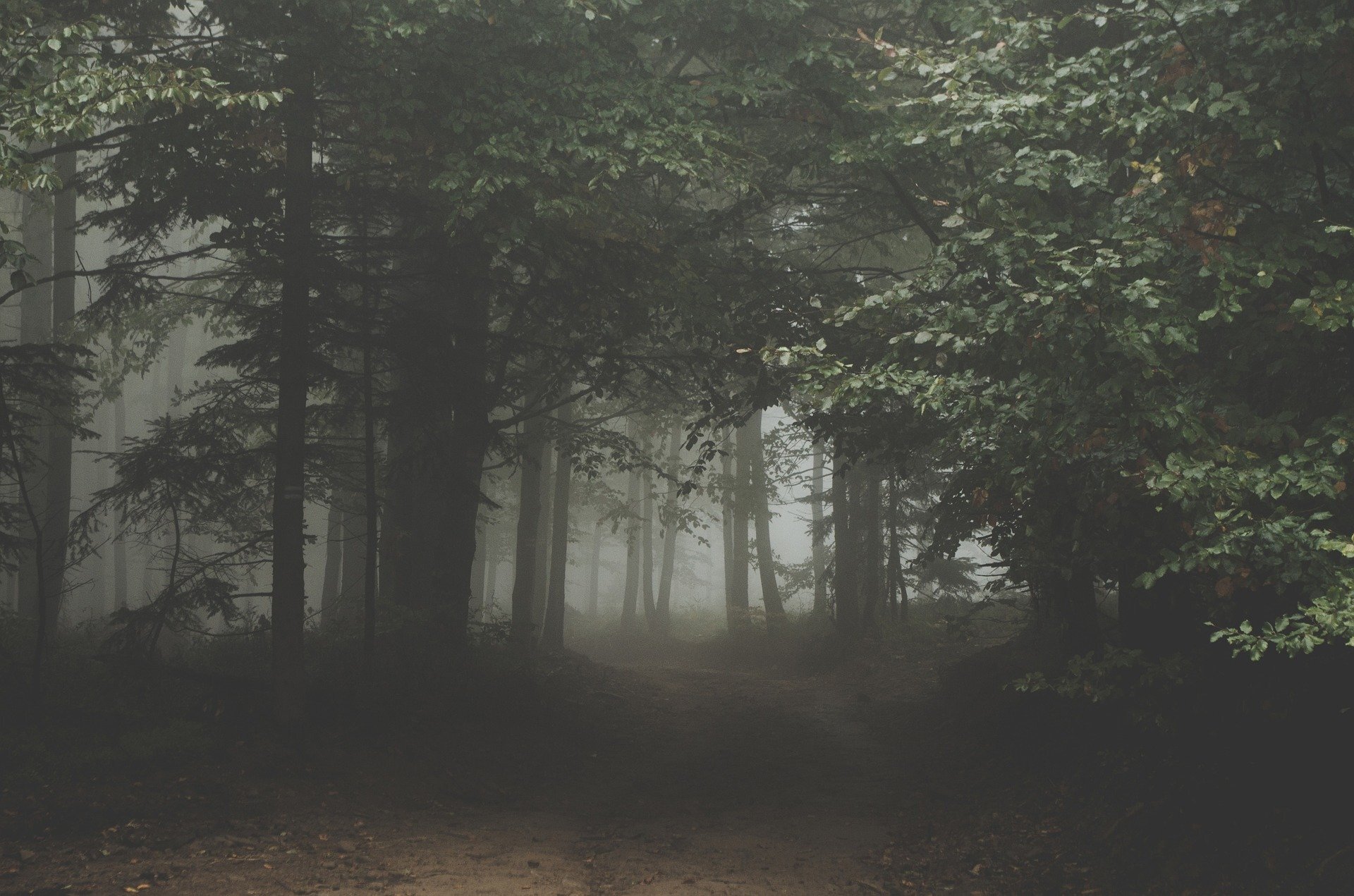 Forest 1031022 1920 1