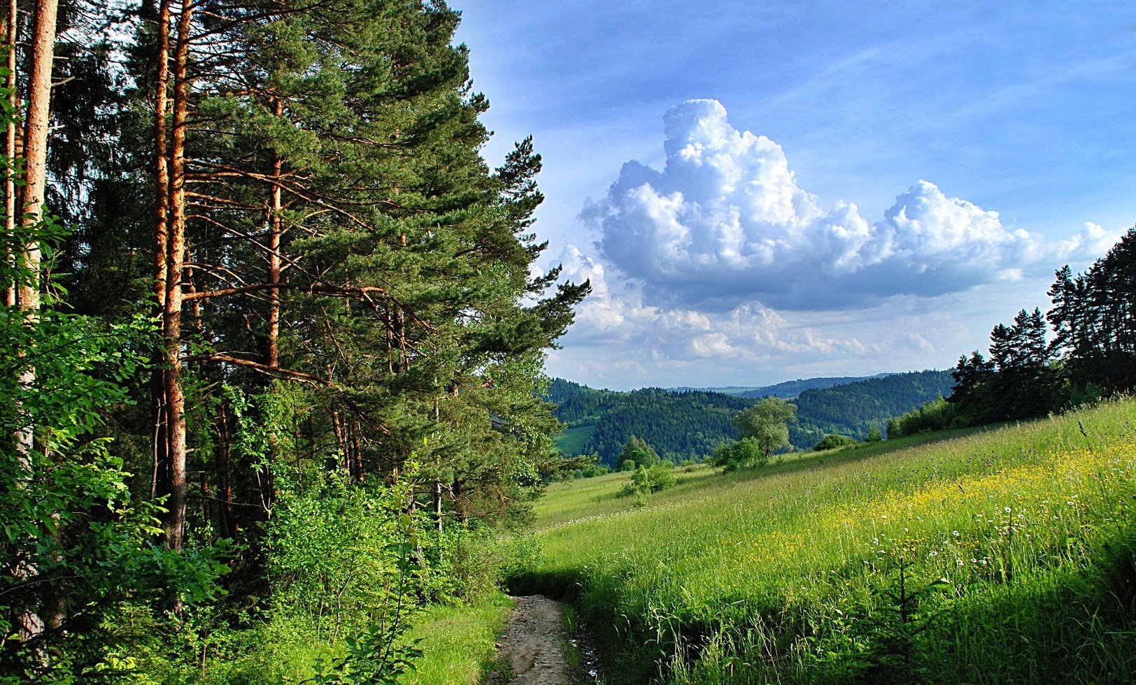 Forest 1280145 1920