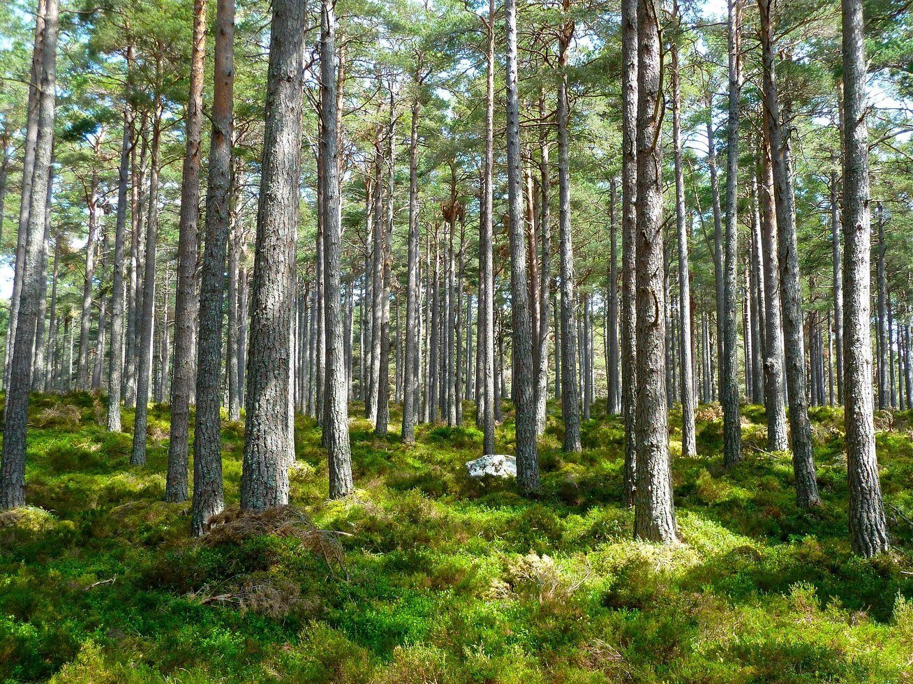 Forest 272595 1920