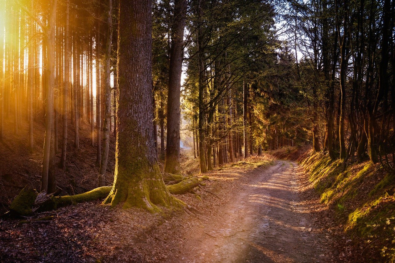 Forest 5038025 1280