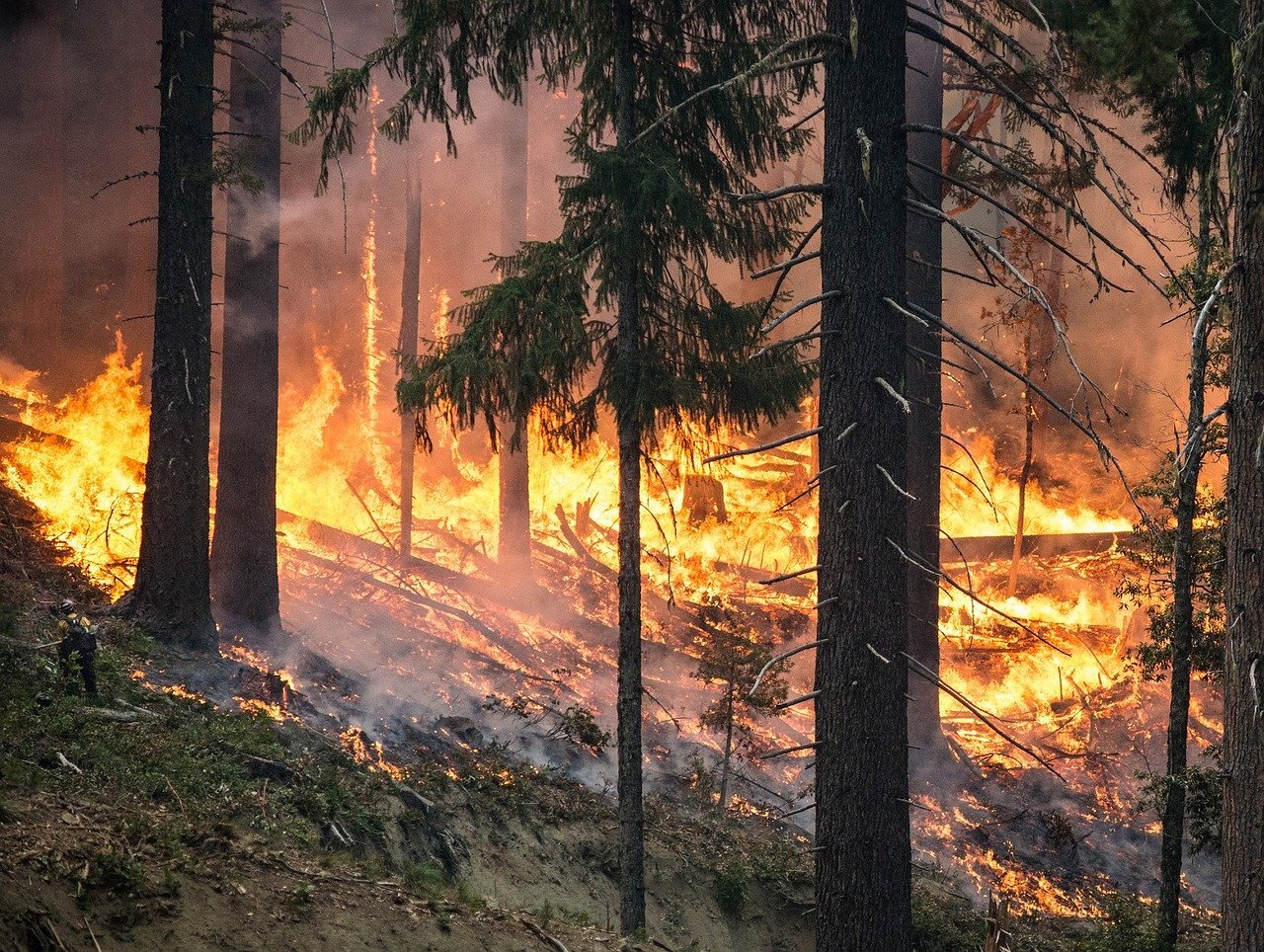 Forest fire 2268725 1280