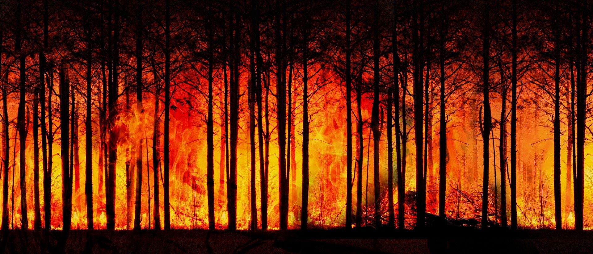 Forest fire 3836834 1920