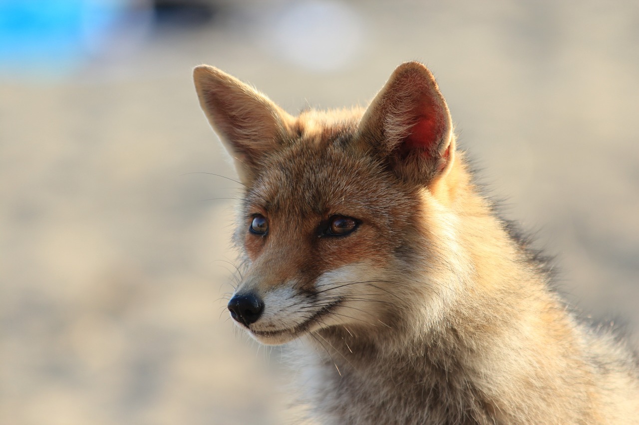 Fox 1324840 1280