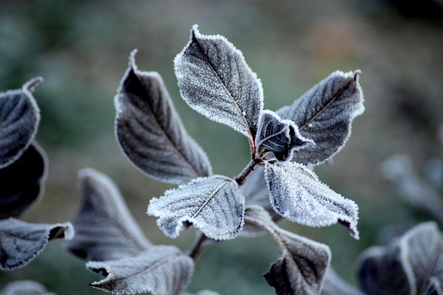 Frost 3938470 1920