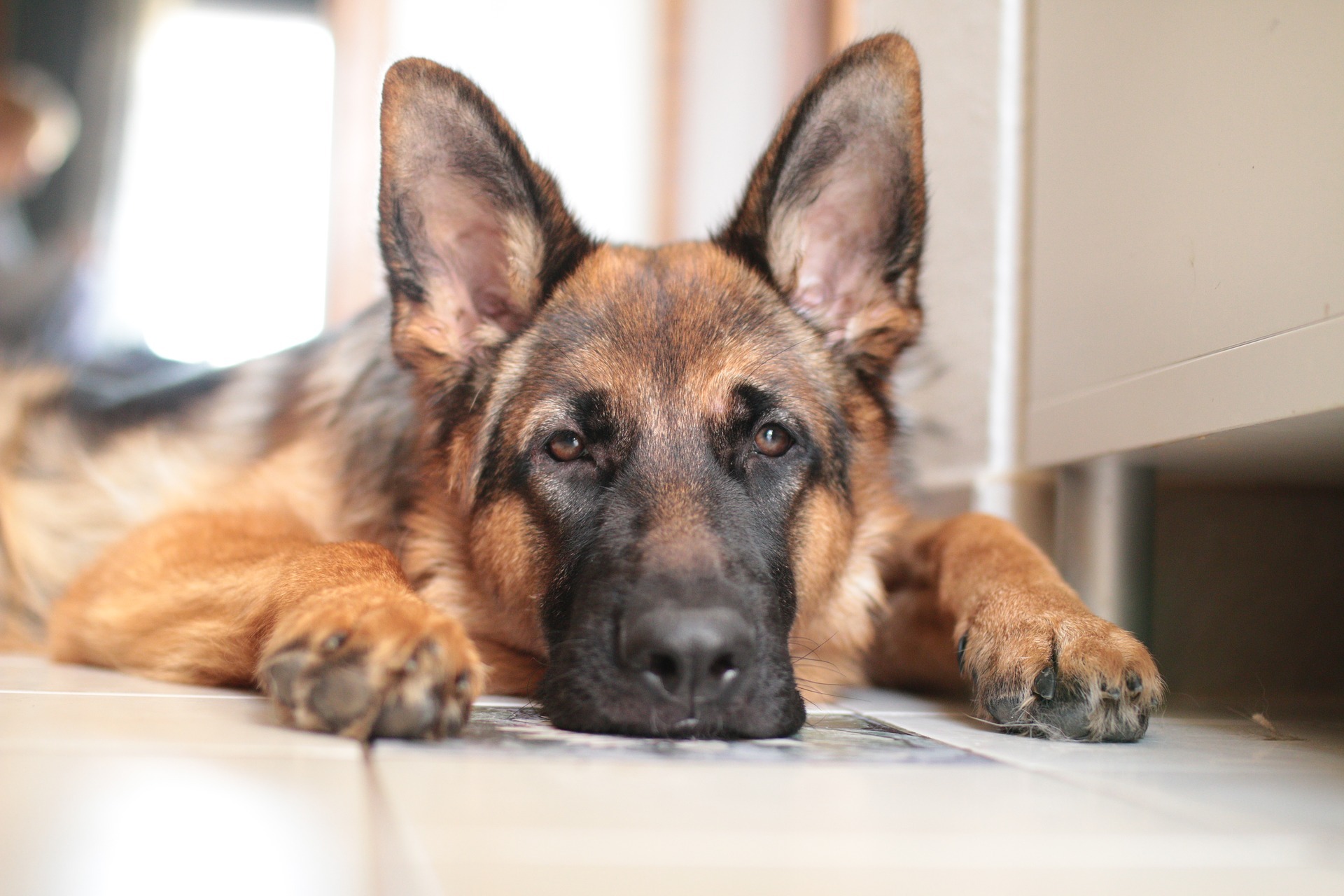 German shepherd g0e07a37cd 1920