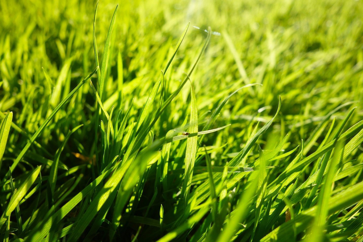 Grass 2944182 1920