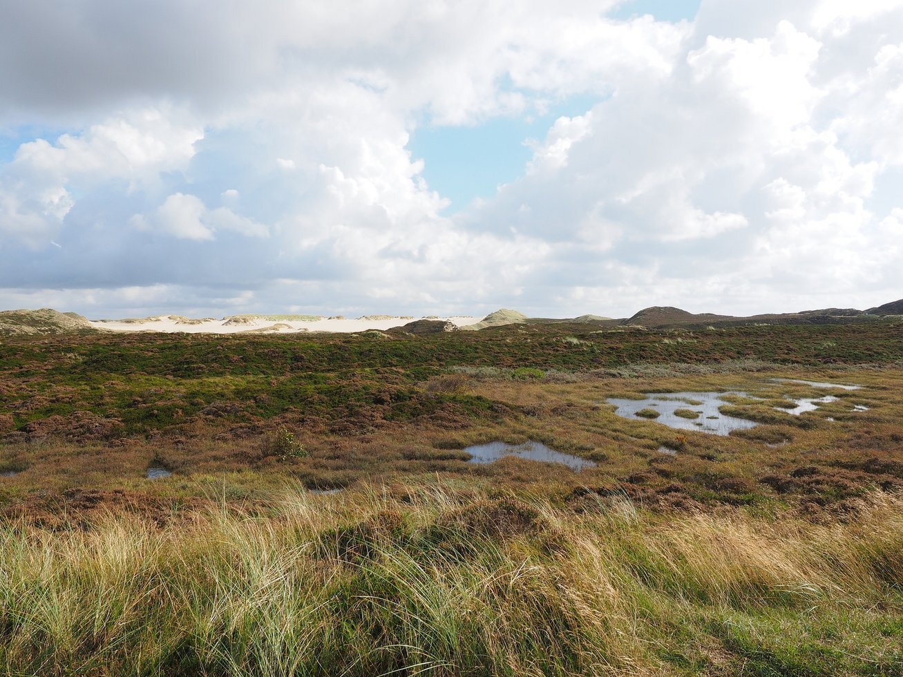 Heathland 2851057 1920