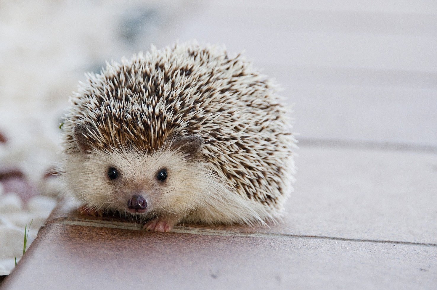 Hedgehog 1215140 1920