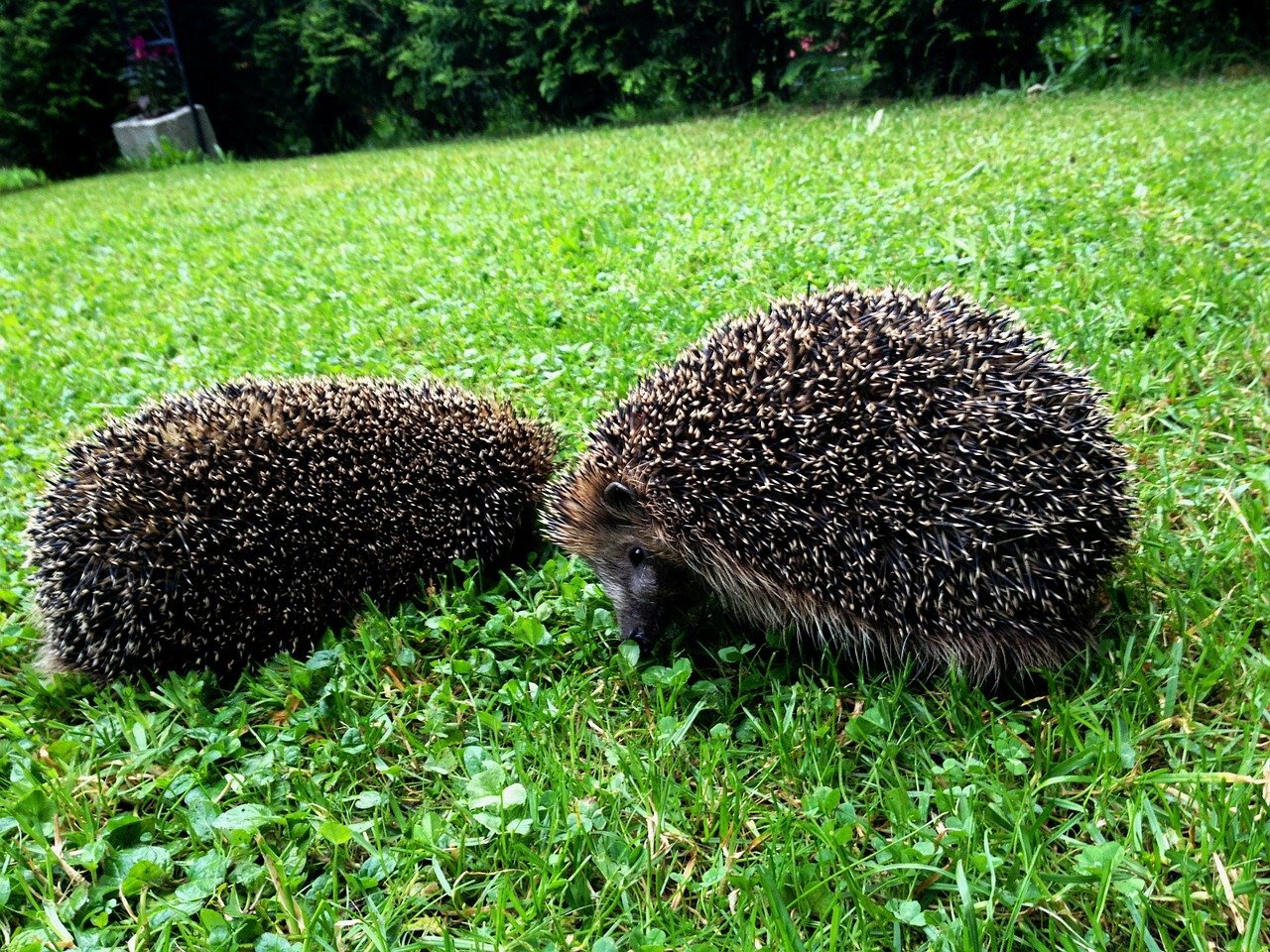 Hedgehogs 206407 1280