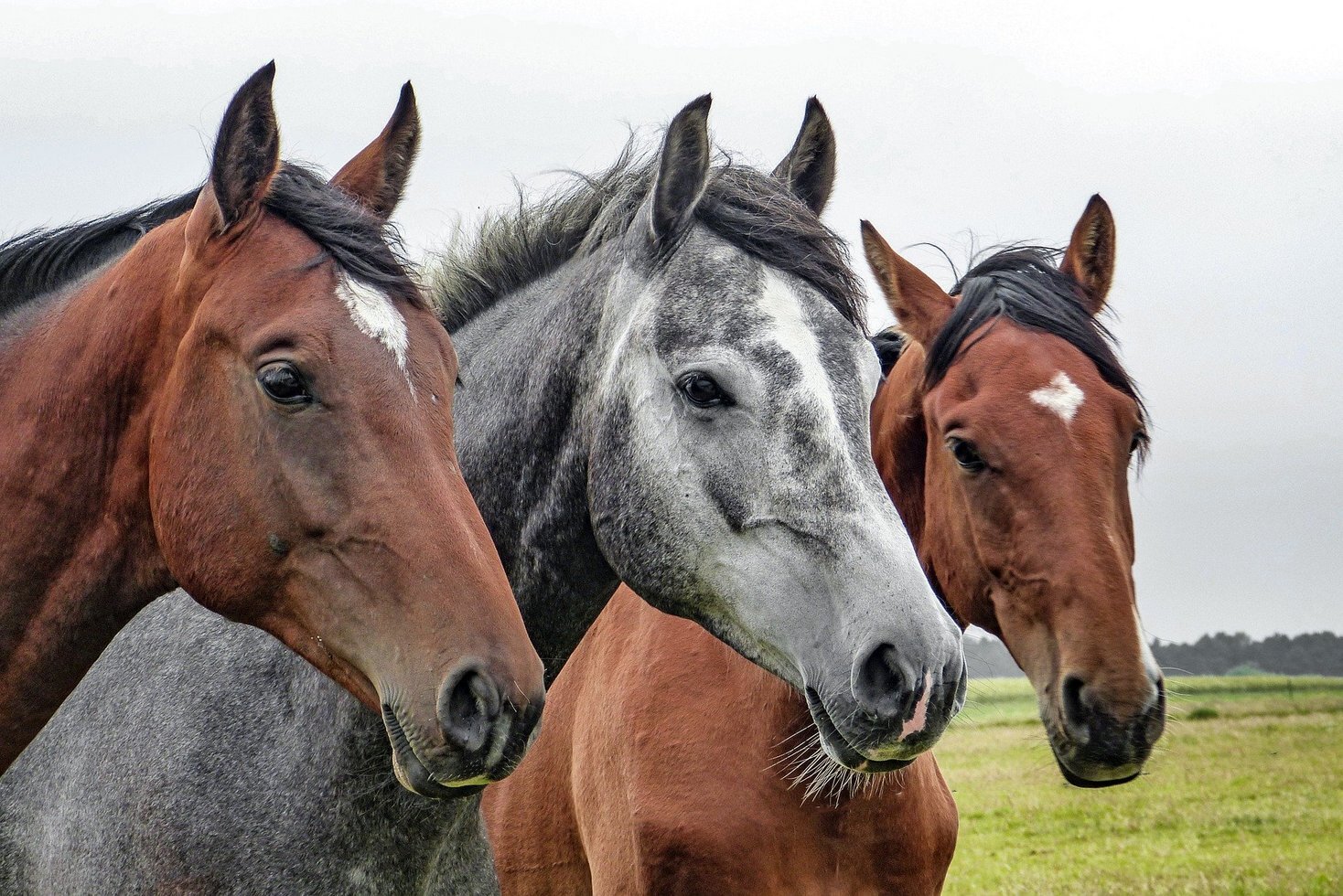 Horses 1414889 1920
