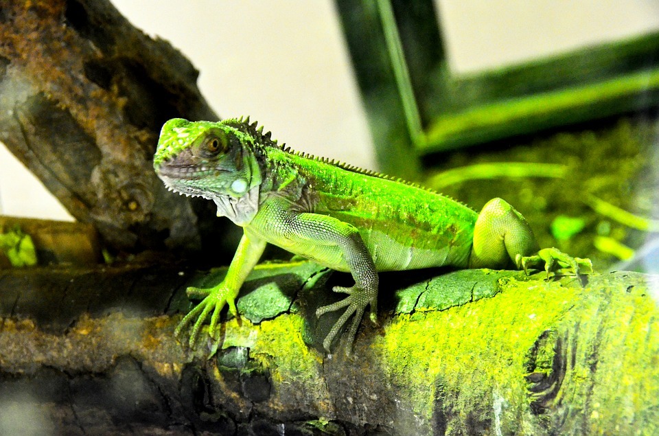 Iguana 3640881 960 720
