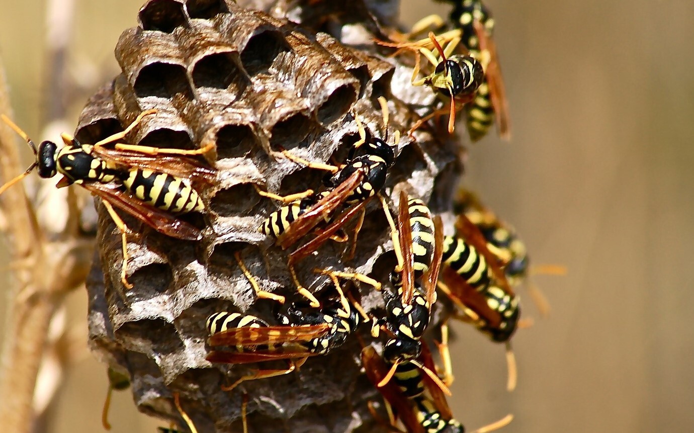 It wasp swarm 186660 1920