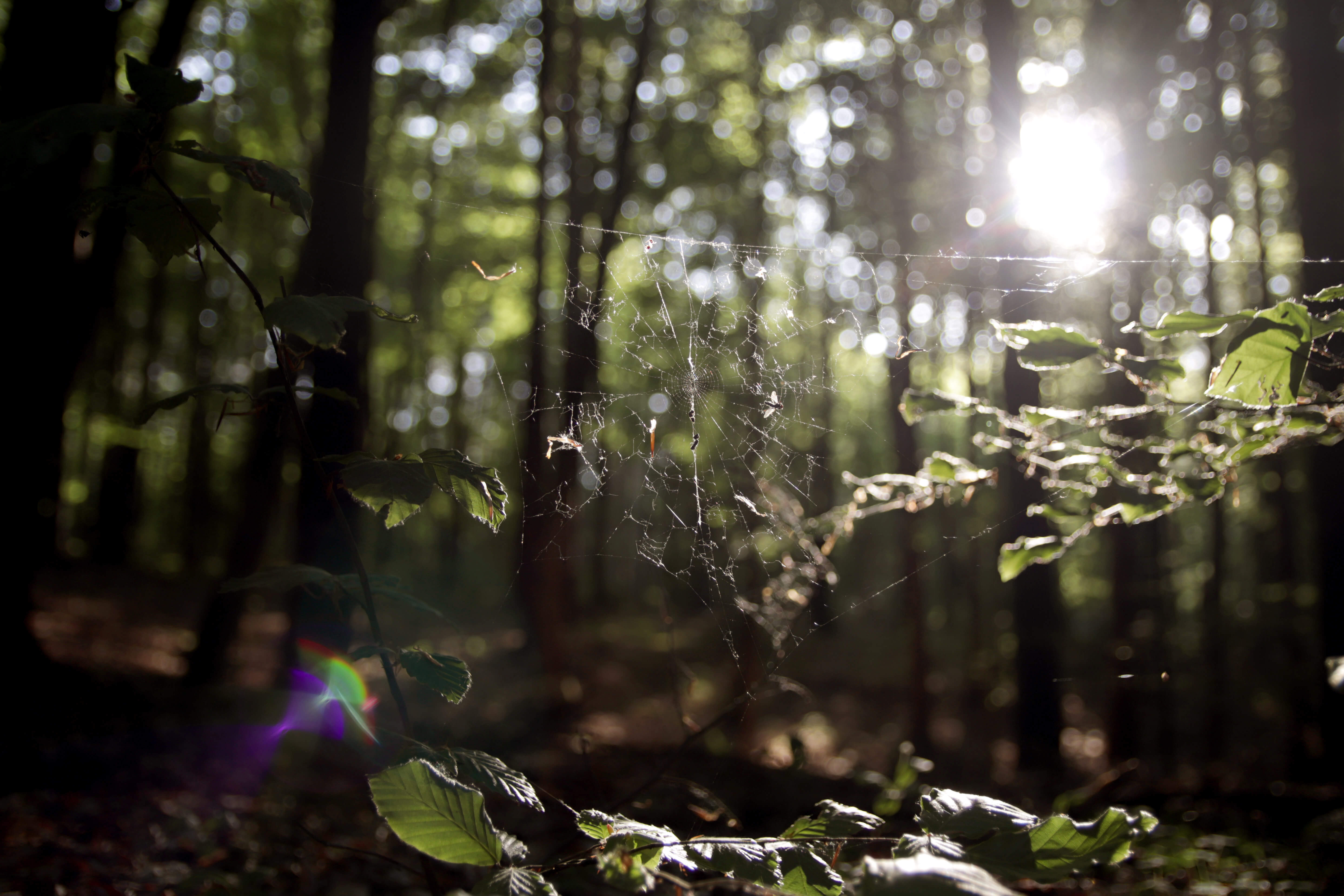 Jakie lasy na mazurach