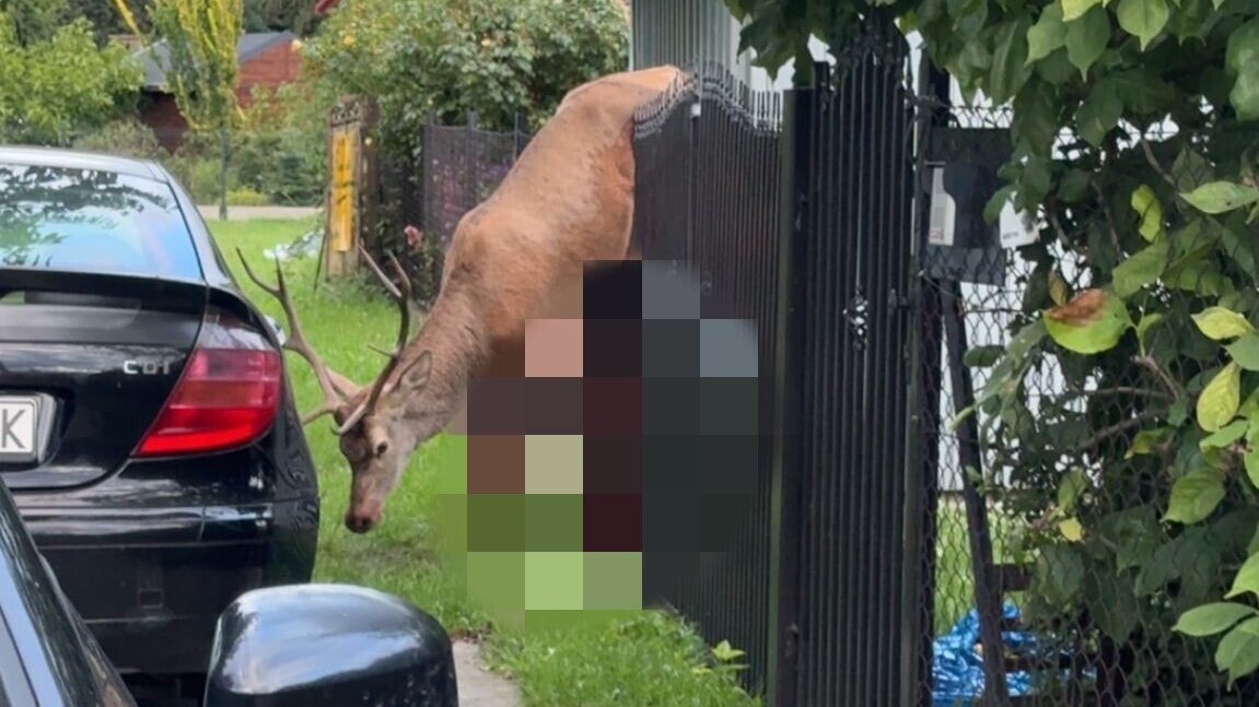 Jeleń na ogrodzeniu