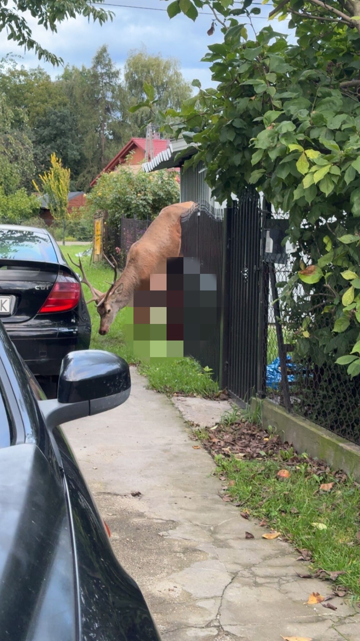 Jeleń na ogrodzeniu