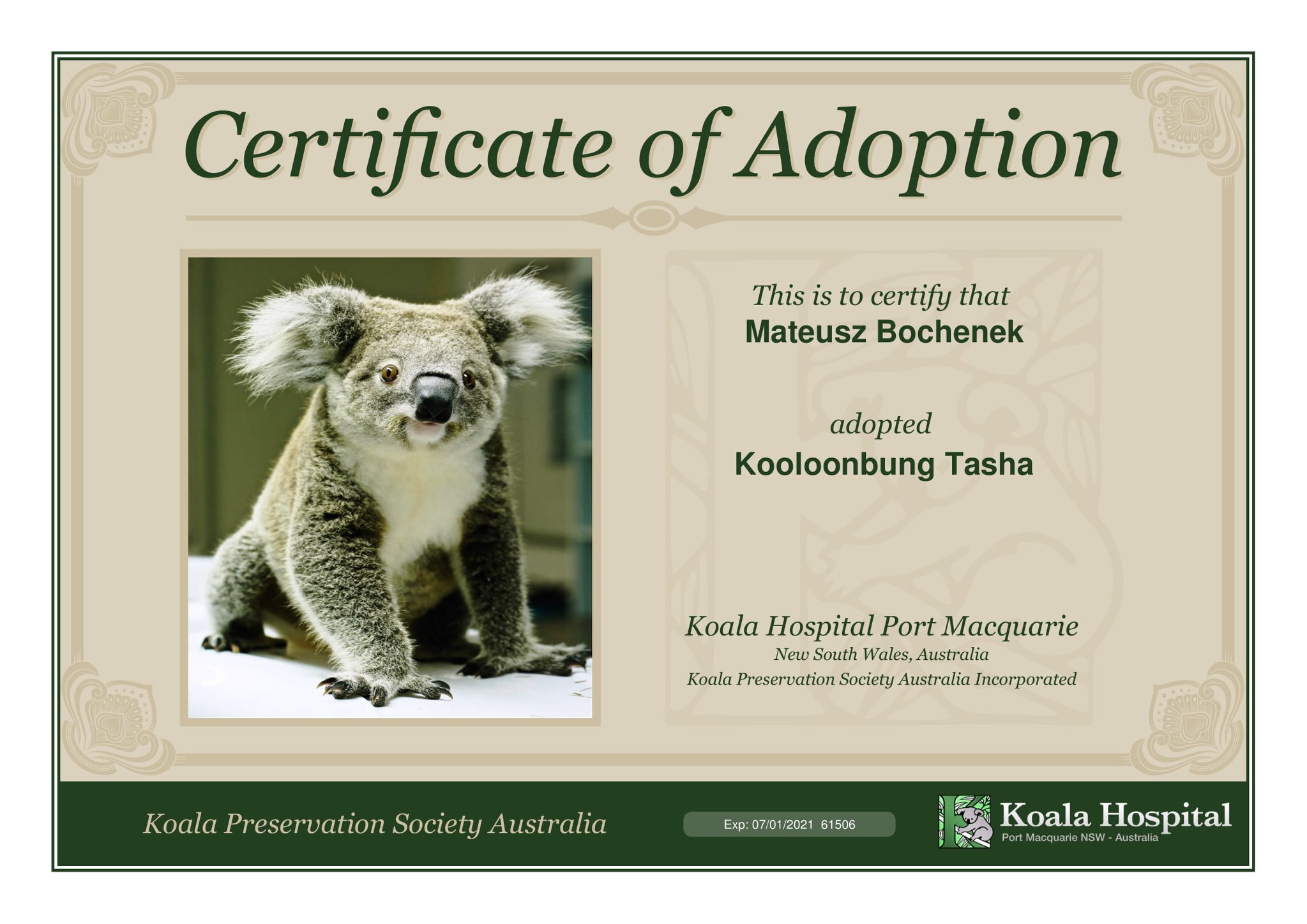 Koala