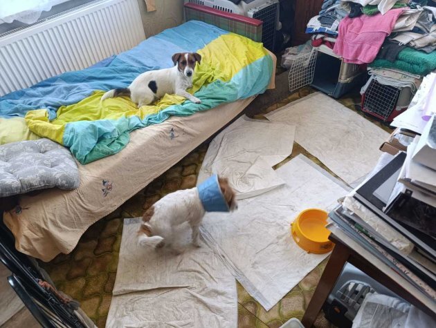 Kobieta miala 45 psow