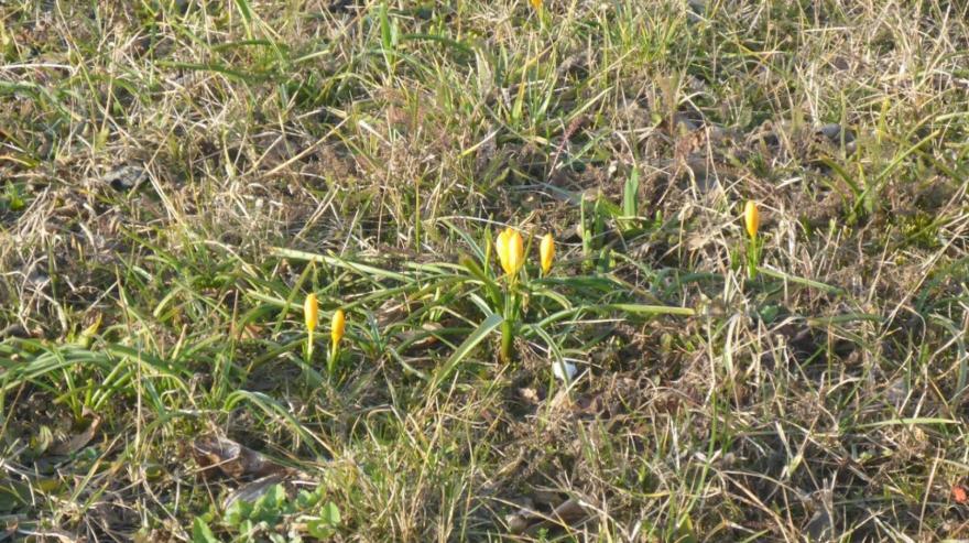 Krokusy w lutym 2020 2 1024x768