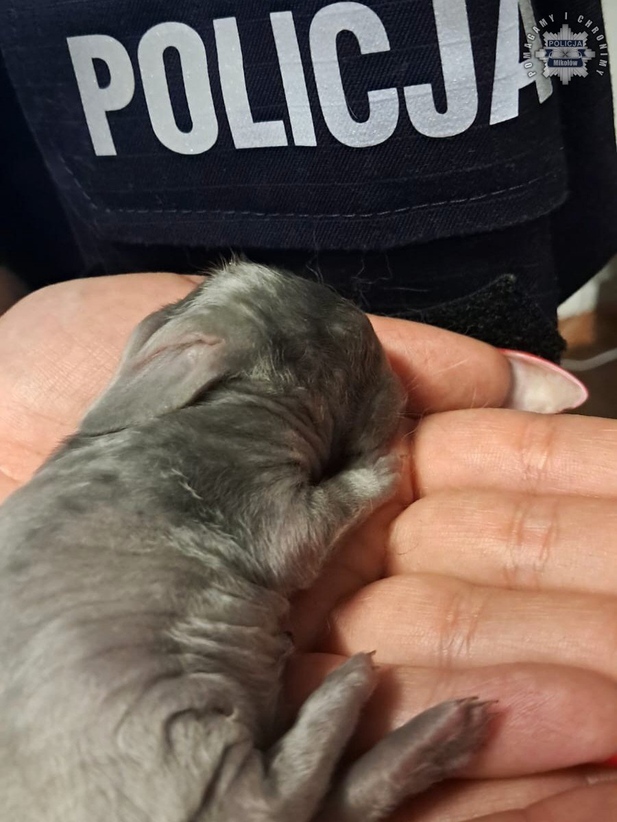 Kroliki na smietniku1