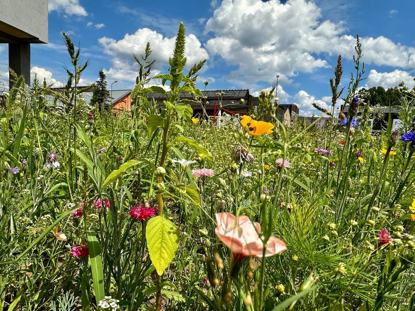 Laka kwietna dabrowa gornicza