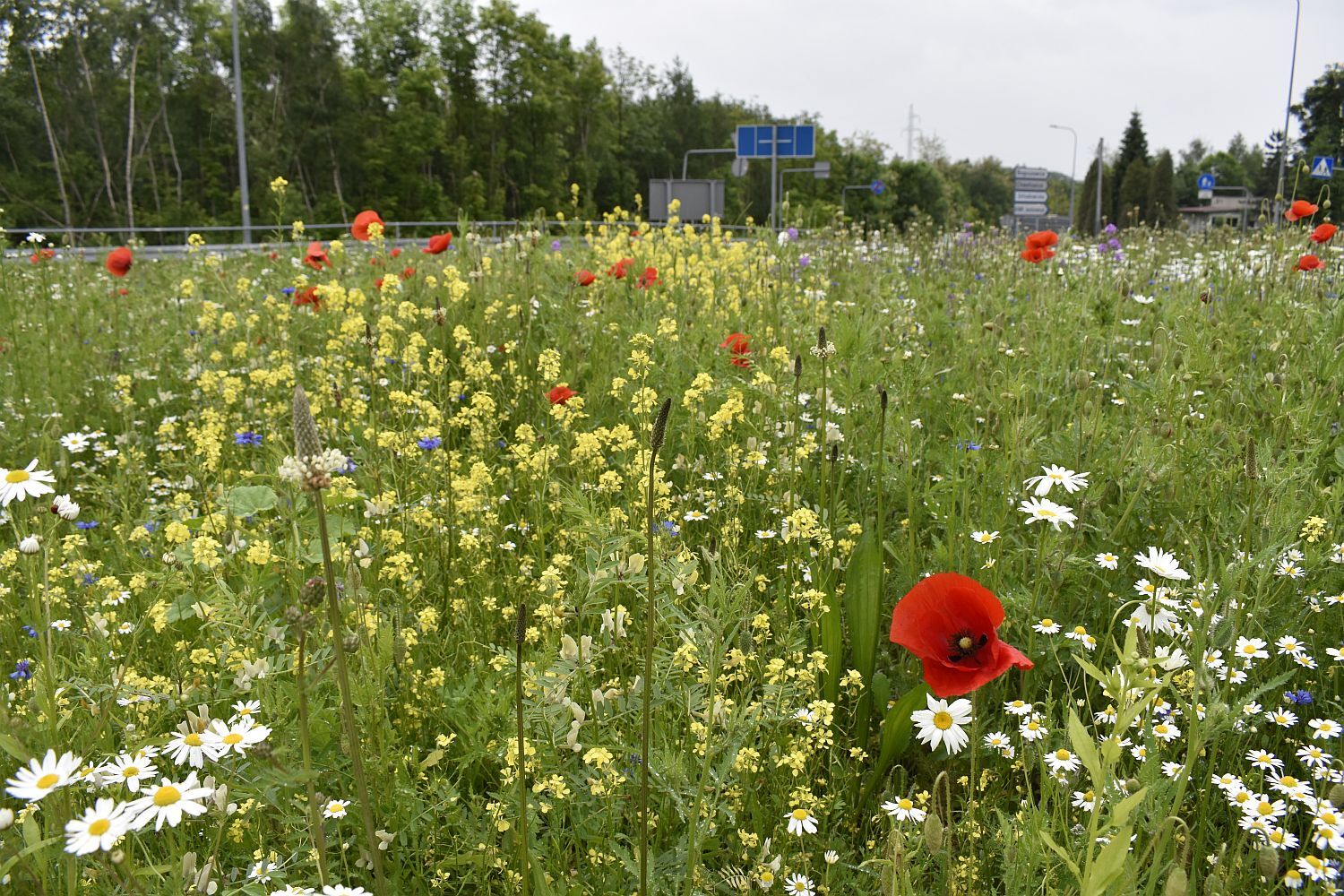 Laka kwietna fot R Cebula 4