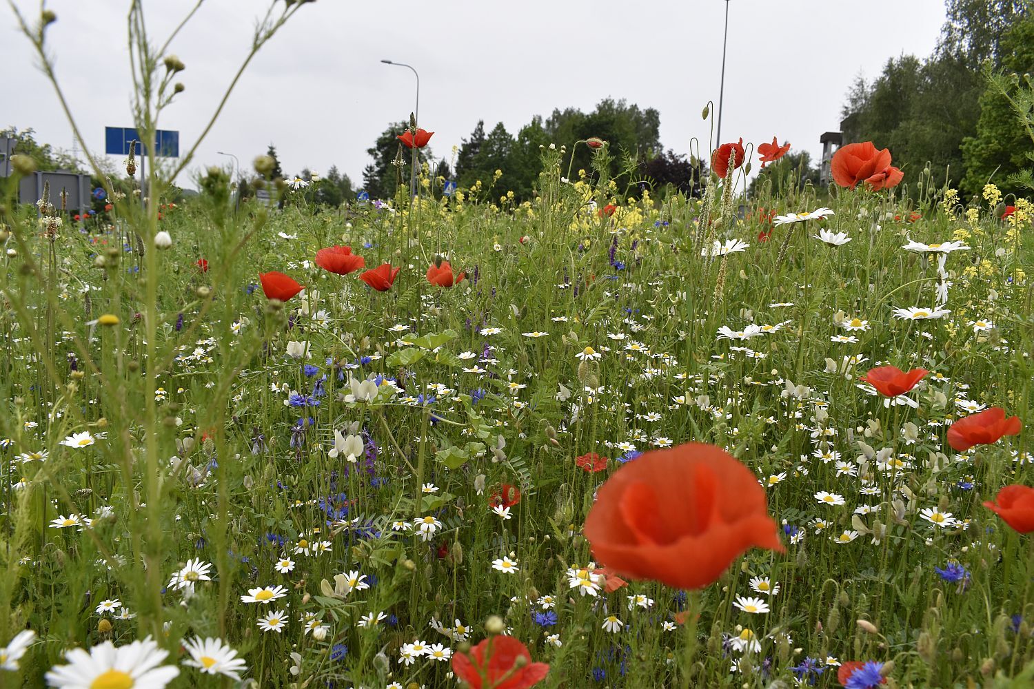 Laka kwietna fot R Cebula 6