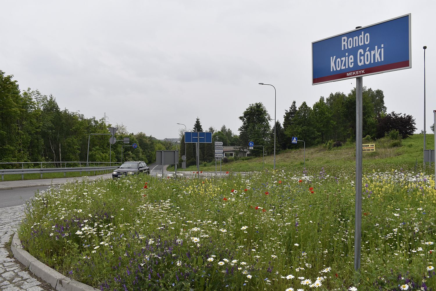 Laka kwietna fot R Cebula 7