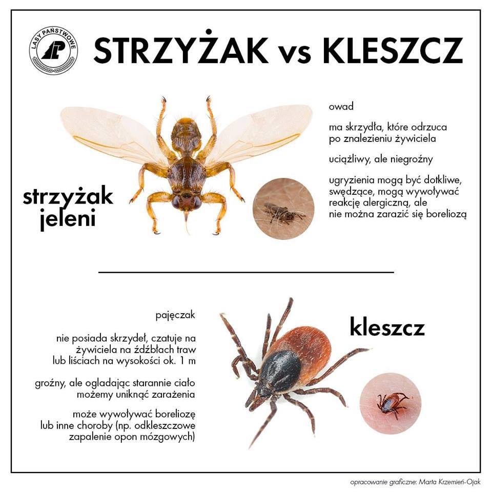 Latajacy kleszcz