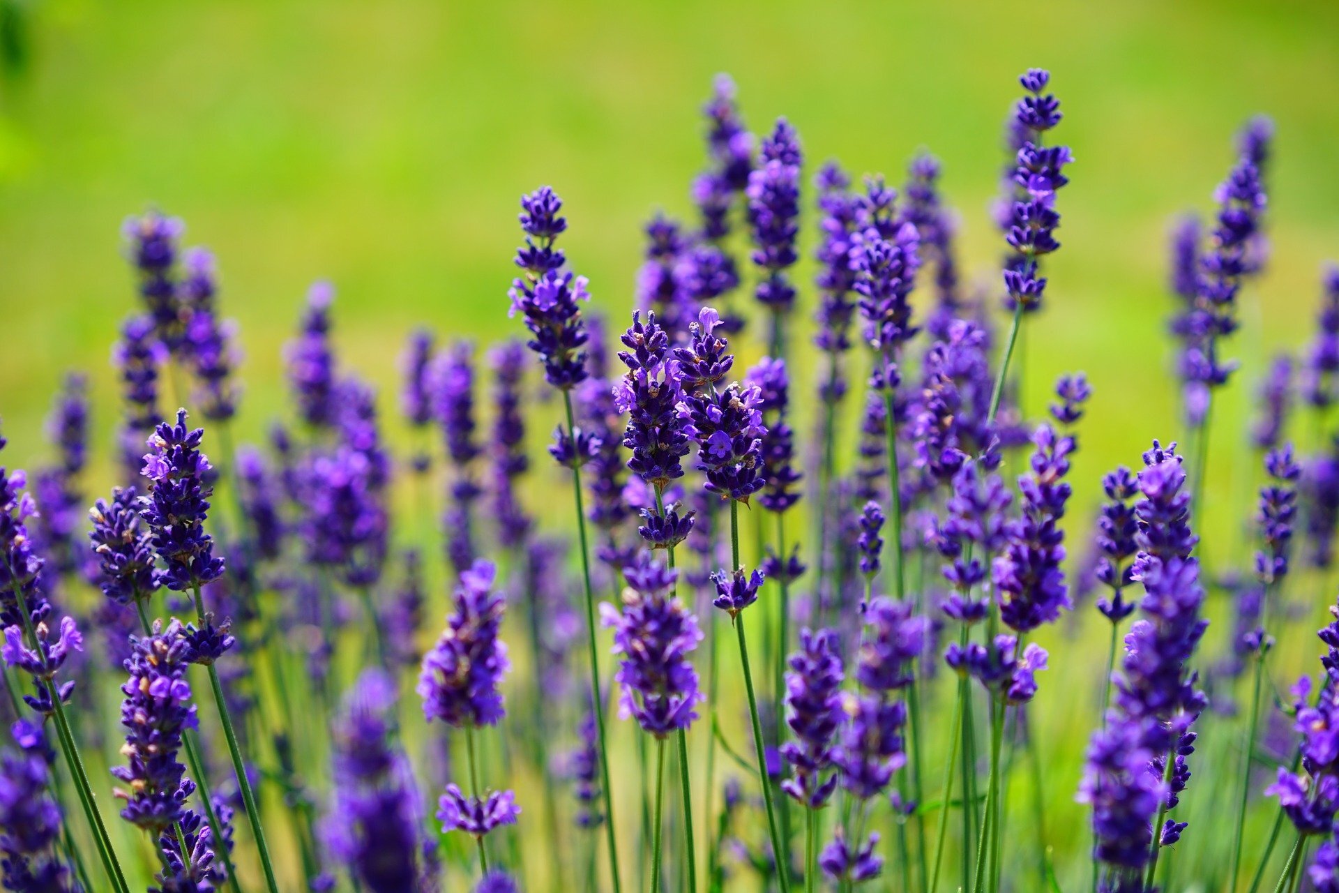 Lavender 1117275 1920