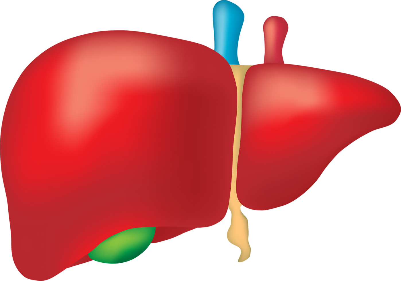 Liver 2934612 1920
